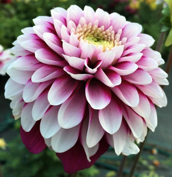 Dahlia Daan